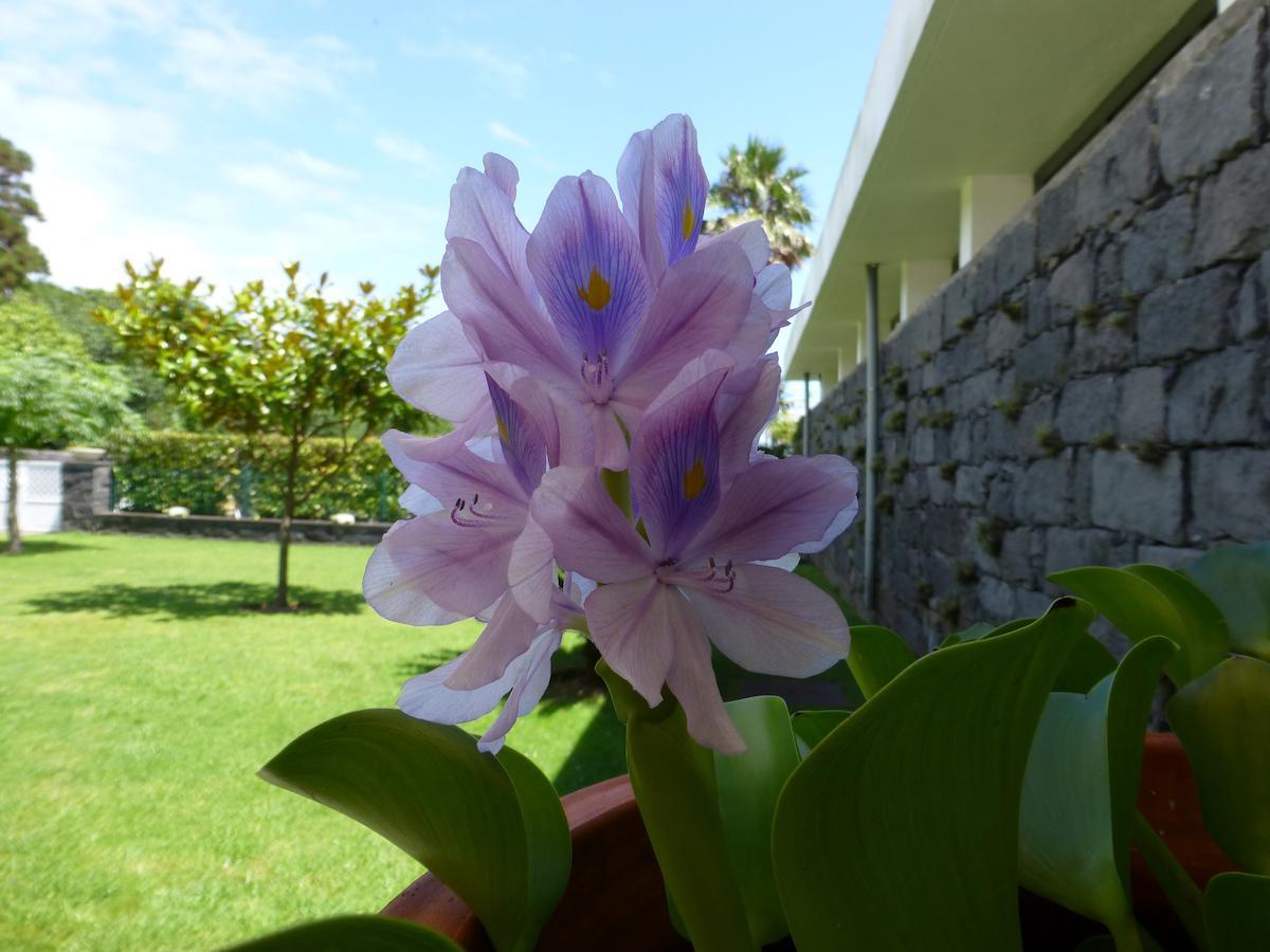 Quinta Do Vale Guest House Horta  Exterior photo